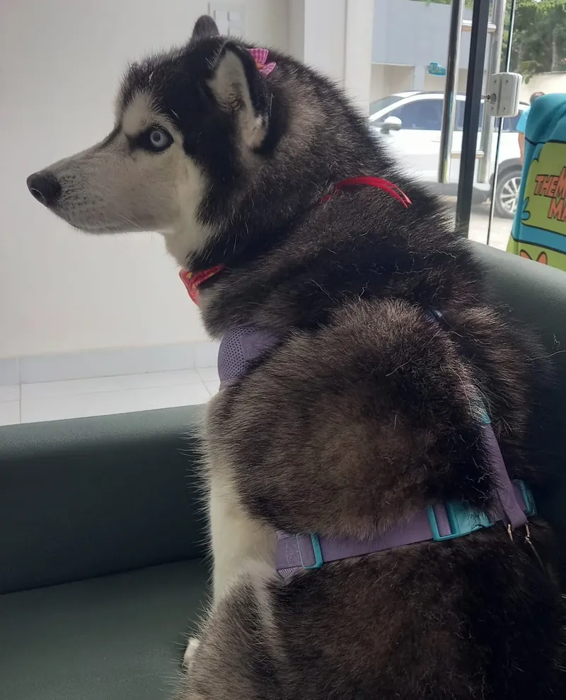 Husky esperando na recepção